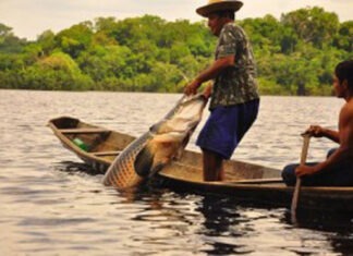 Manejo do Pirarucu, no Amazonas
