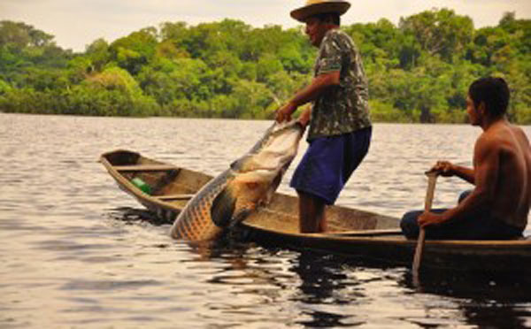 Manejo do Pirarucu, no Amazonas
