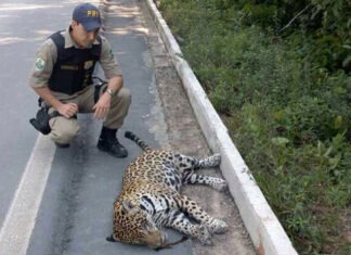 Onça encontrada morta na Br-174/Foto: PRF