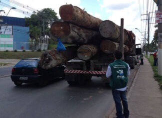Caminhão com madeiras autuado pelo Ipaam/Foto: Divulgação