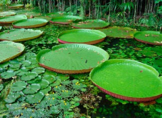 Amazônia ganha recursos para biodiversidade