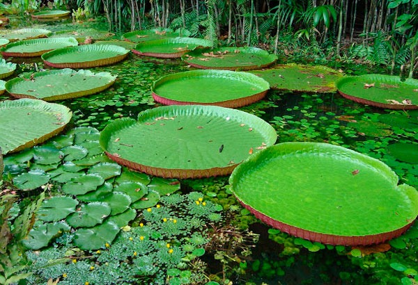 Amazônia ganha recursos para biodiversidade