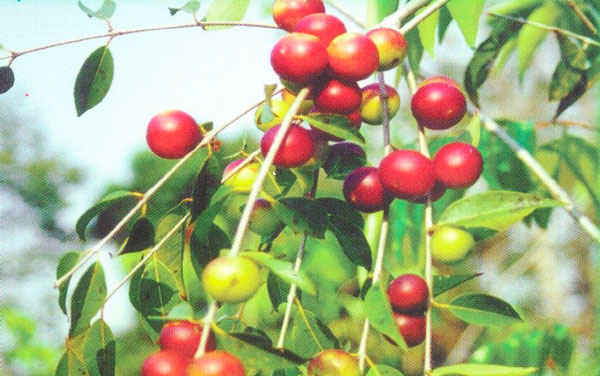 saude-camu-camu-27-01-14 Fruto do camu-camu, rico em Vitamina C