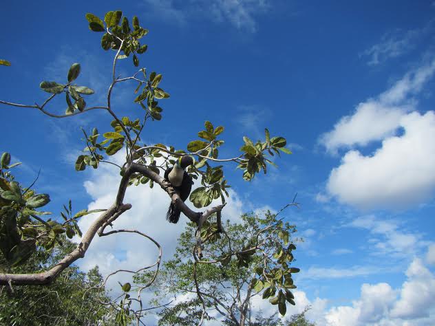 Tucano