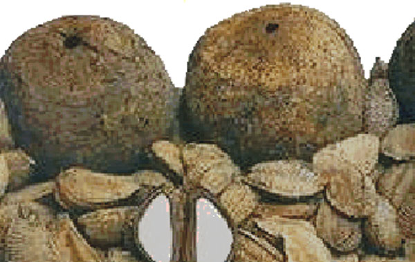 Castanha-do-Brasil