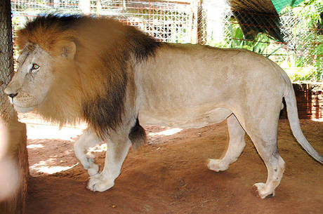 leao