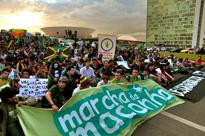 maconha 8