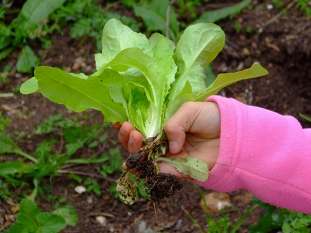 tipos-de-hortasada