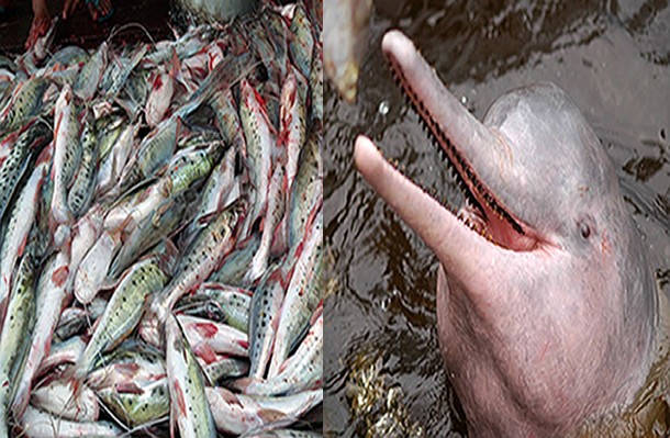 Castro pede probiçãoda pesca da piracatinga