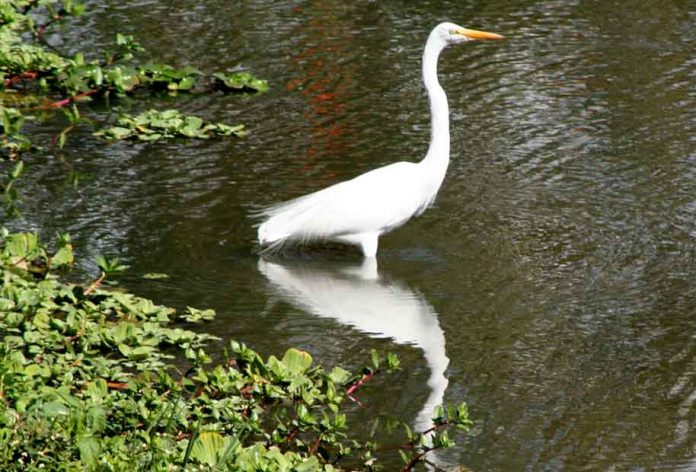 Aves_da_mata_atlantica_garca-branca