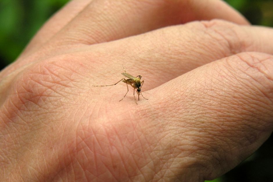 Amazonas confirma oficialmente caso do vírus Chikungunya
