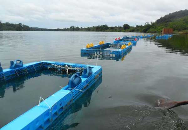 economia-aquicultura-am-who
