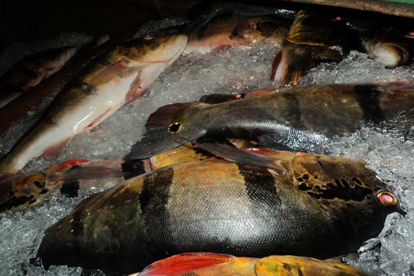 cidade-ipaam-peixes-tucunar