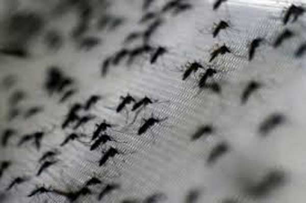 saude-verdade-mentira-zika-