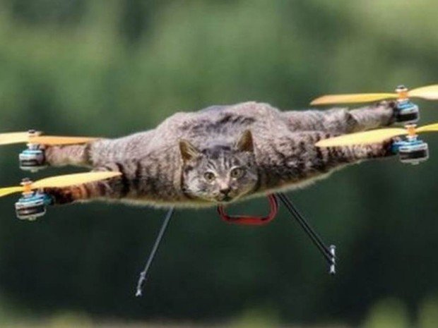 gato drone