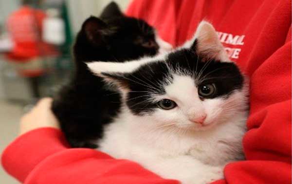 gatos