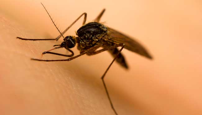 malaria
