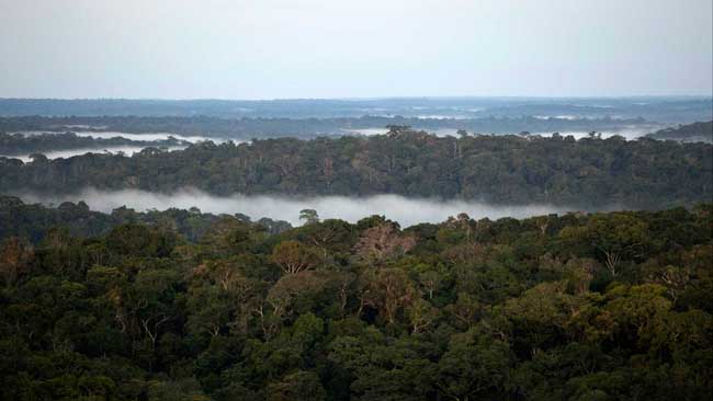 floresta-am
