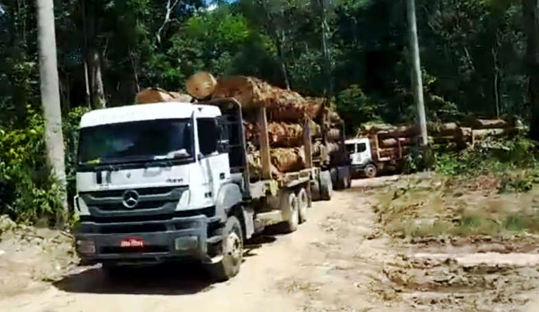 Resultado de imagem para carretas carregadas de ipÃª da  amazonia 2019