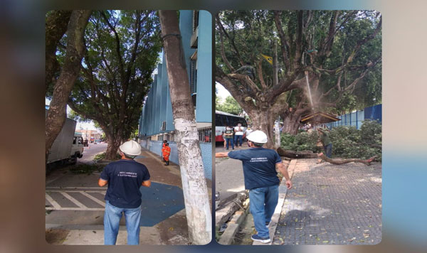 manejo-manaus