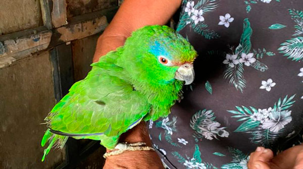 loro