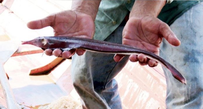 peixe