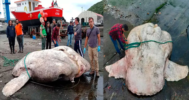 Peixe-lua de quase 3 toneladas quebra recorde de peixe ósseo mais pesado do  mundo