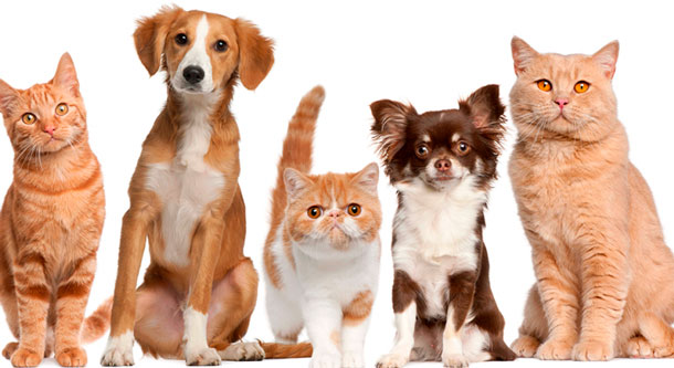 gato-e-cachorro-juntos-750x410