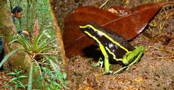 FAPEAM.-Expedição-científica-para-coleta-de-espécies-de-animais.-Na-imagem,-registro-do-sapo--flecha.-Foto