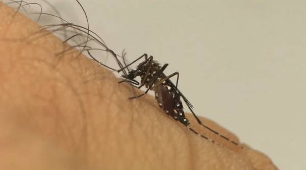 zika