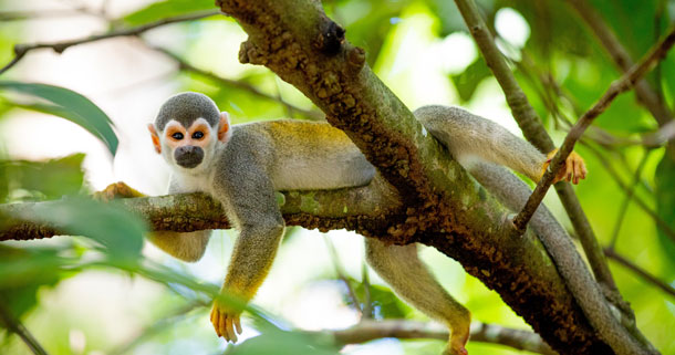 Pesquisas-na-Amazônia-Foto--Érico-Xavier-Fapeam-(3)