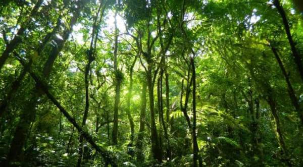 floresta