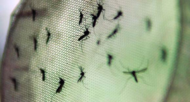 636811990-dengue-mosquito-aeades-aegypti