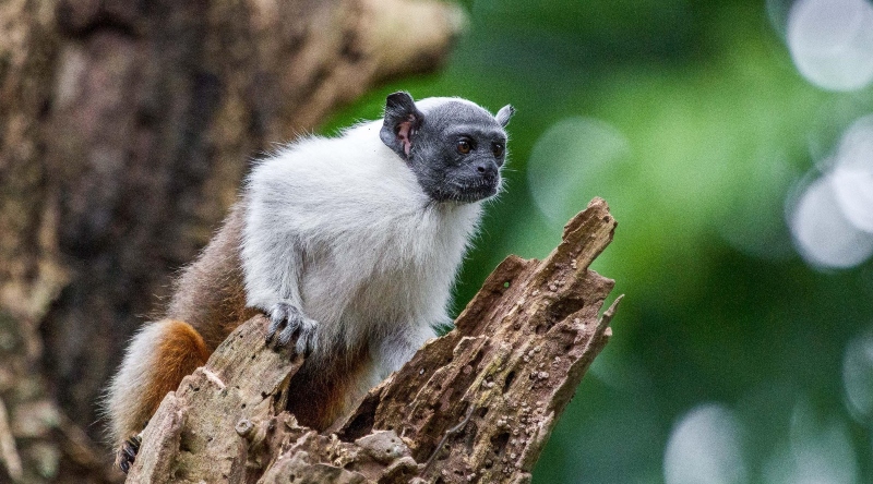 sauim de coleira - foto diogo lagroteria