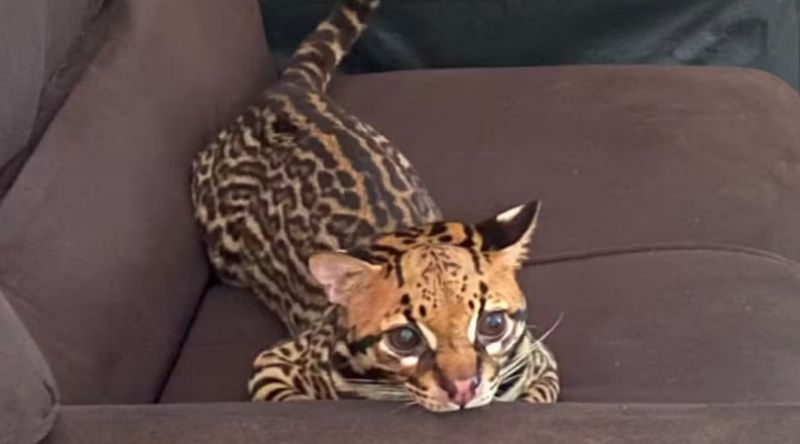 Jaguatirica 0