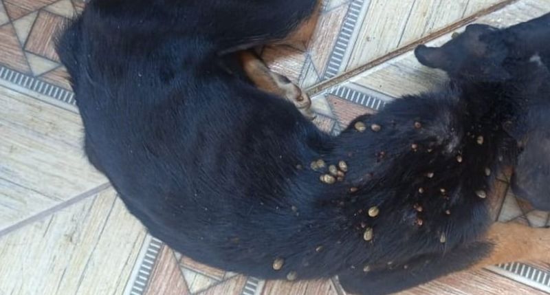 cachorro
