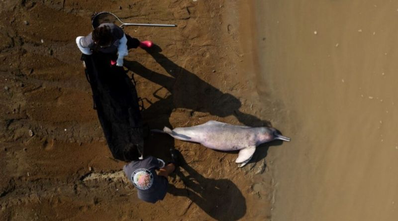 Sea-Shepherd-Brasil_