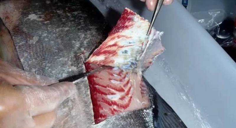 peixe (1)