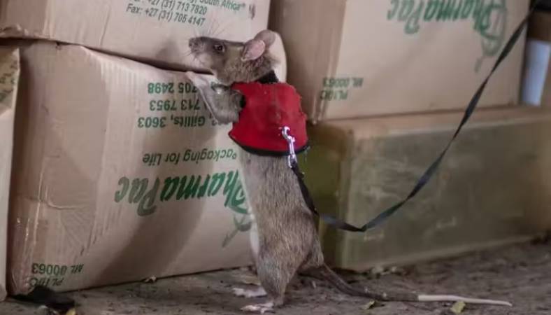 ratos-gigantes