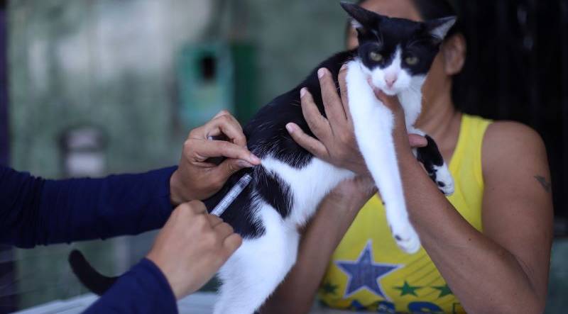 Vacinação