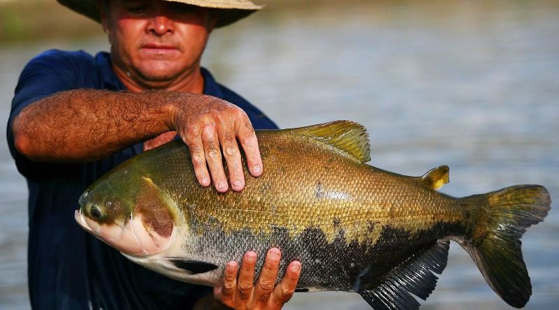 pesca do tambaqui