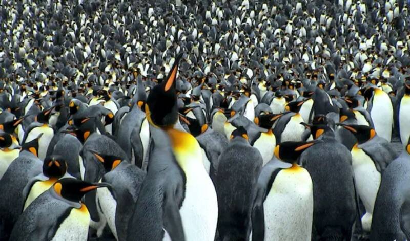 revolta dos pinguins