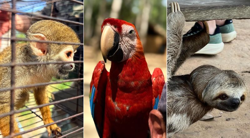 Animais Silvestres