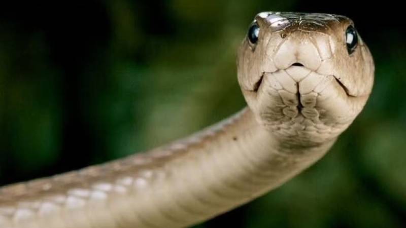 cobra