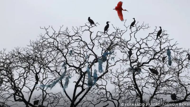 Aves