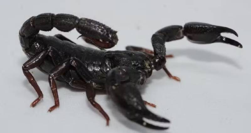 Escorpião