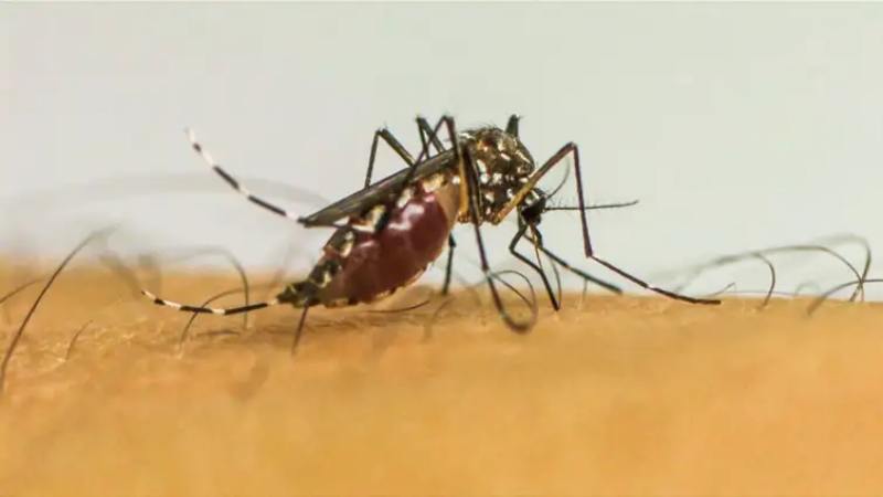 mosquito