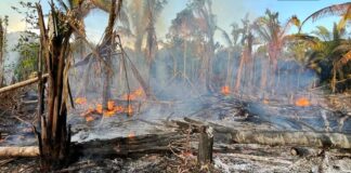 MP do Amazonas realiza ronda ambiental em Manicoré e flagra incêndio criminoso