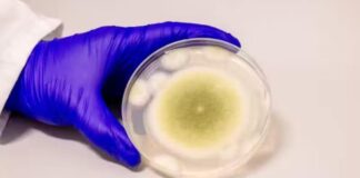 Fungo mortal pode tratar a leucemia, revelam cientistas