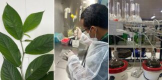 Pesquisa com plantas amazônicas desenvolve produtos contra malária, dengue e Zika